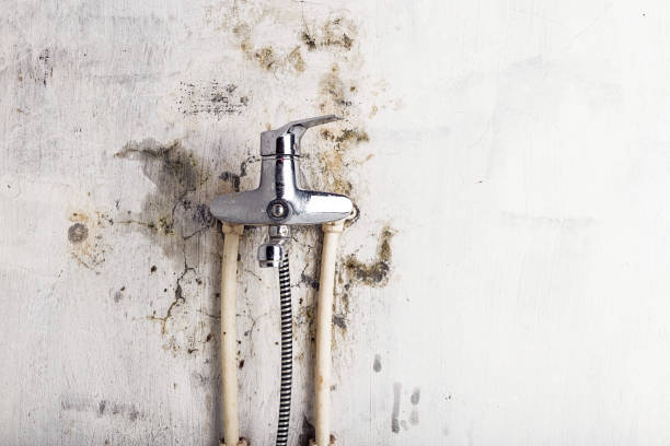 Best Toxic Mold Removal  in Springville, AL