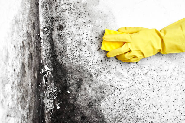 Best Crawl Space Mold Removal  in Springville, AL