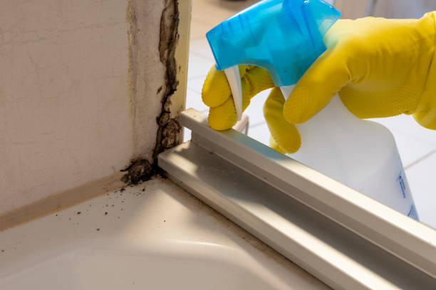Best Home Mold Removal  in Springville, AL