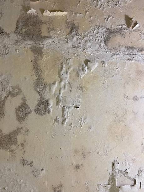 Best Local Mold Removal Service  in Springville, AL