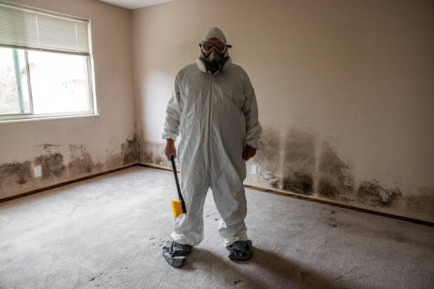 Professional Mold Removal in Springville, AL