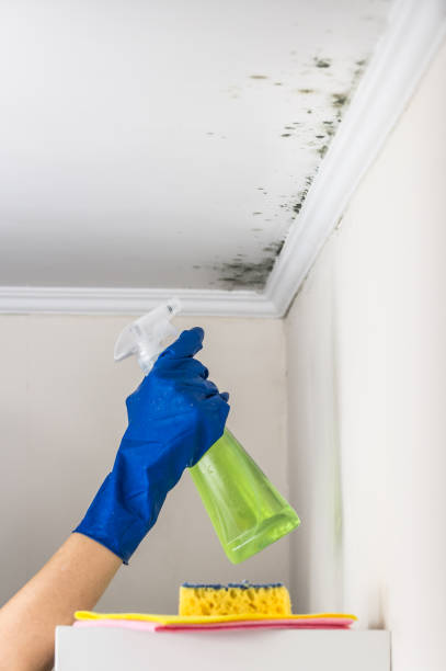 Best Mold Cleaning Services  in Springville, AL