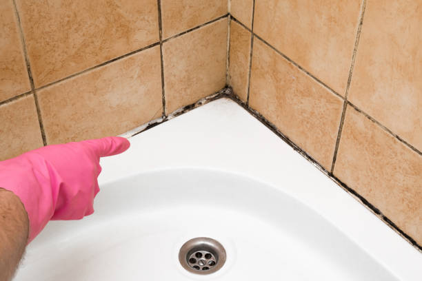 Best Mold Damage Repair  in Springville, AL